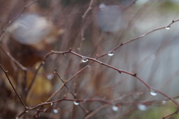 water drop on branch