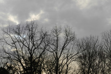 January trees and sky