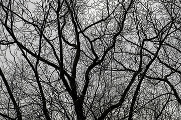 January branches