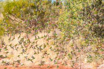 Large flock of wild green budgerigars in the red outback flying with the bush background