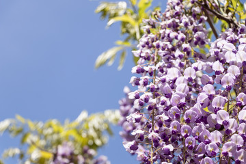 青空を背景に咲く藤の花