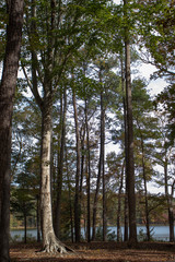 A tree in the woods with the sunshine breaking through the canopy.