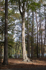 Obraz premium A tree in the woods with the sunshine breaking through the canopy.