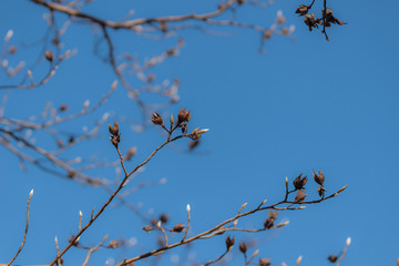 青空と枯れた実と新芽