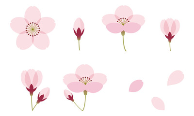 さくら　花　セット　春