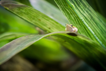 Tiny frog on a large leaf