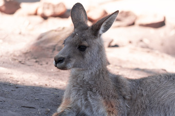 タスマニアのカンガルー