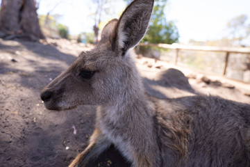 タスマニアのカンガルー