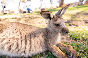 タスマニアのカンガルー