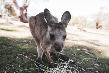 タスマニアのカンガルー