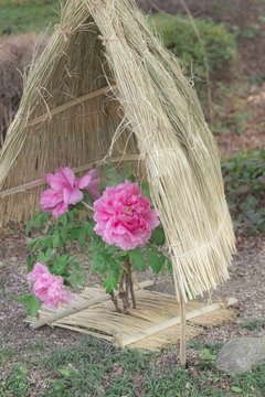 322 Best 冬牡丹 Images Stock Photos Vectors Adobe Stock