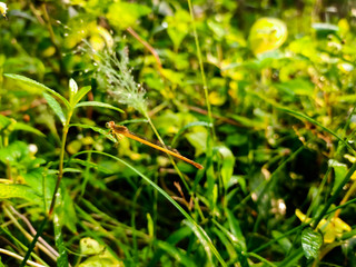 Natural macro shot in the morning.