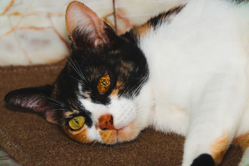 Close up head of Calico cat