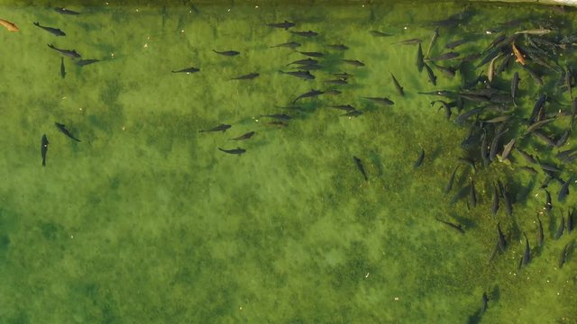 a shoal of carp in a pond.