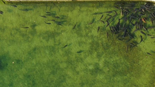 a shoal of carp in a pond.