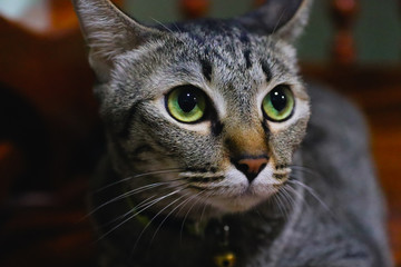 Close up head of Tabby cat