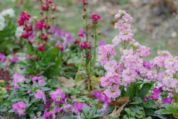 ピンクのストック