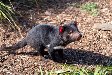 タスマニアデビル