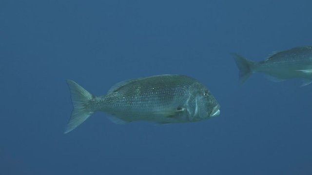 Two common dentex in blue water, Mediterranean Sea