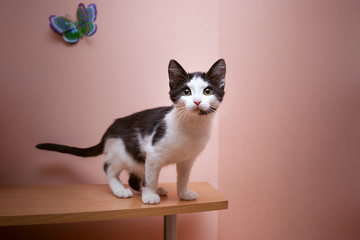 A black and white spotted kitten stands on a wooden table against the background of a salmon-colored wall with a paper butterfly behind. © Елена Беляева