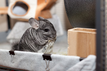 Chinchilla