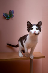 A black and white spotted kitten stands on a wooden table, leaning forward, preparing to jump, against the backdrop of a salmon wall. Behind him is a paper butterfly.