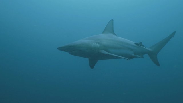 Oceanic Shark in open blue water, South Africa