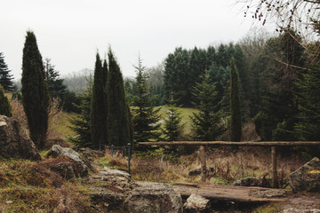 Obraz premium pine forest in the morning