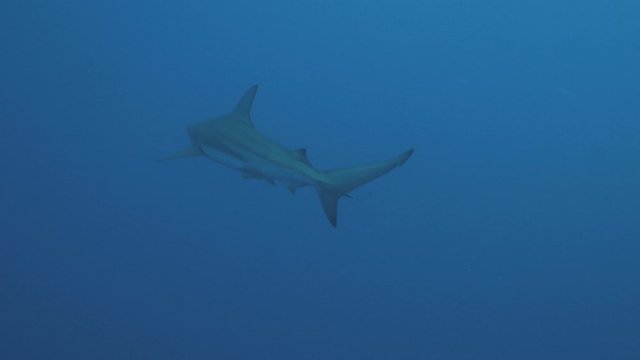 Oceanic Blacktip Shark in open blue water, South Africa