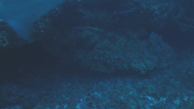 Sandtiger shark exits underwater cave, Indian Ocean