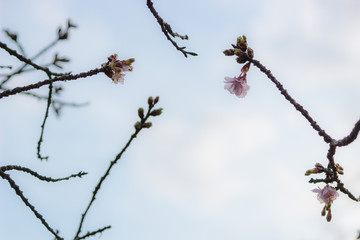 寒桜