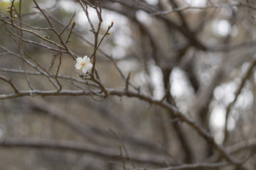 咲き始めた白梅