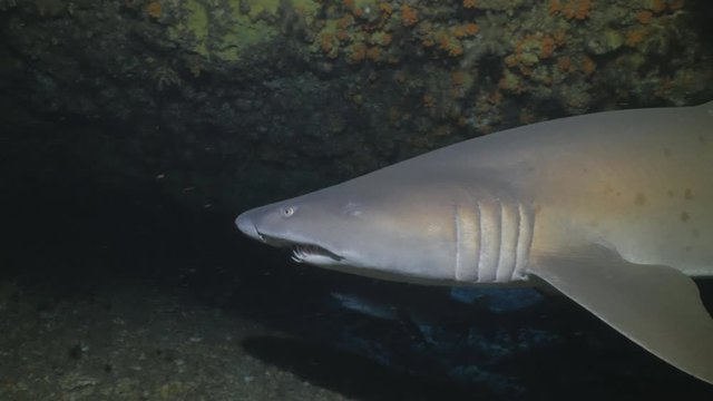 Close shark encounter in underwater cave