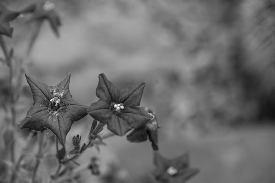Red star flower