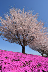 Naklejka premium Good harmony of cherry and grass cherry