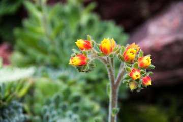 Beautiful yellow and red flower