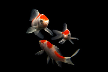 Butterfly koi fish Long Tail isolated on black .