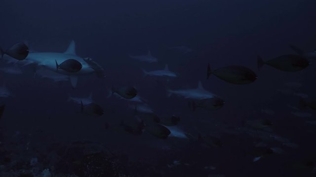 Schooling Hammerhead sharks at coral reef, under water shot, Indonesia