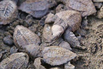 New born turtles going back to the ocean for the first time in Costa Rica