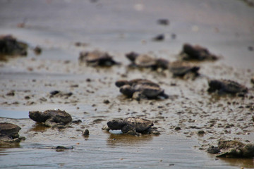 New born turtles going back to the ocean for the first time in Costa Rica