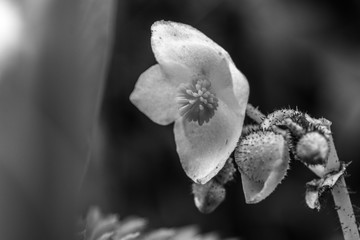 Fototapeta na wymiar White flowers in black and white
