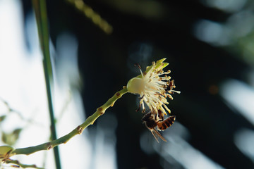 Apis florea on palm flower
