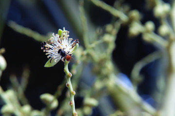 Apis florea on palm flower