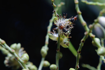 Apis florea on palm flower