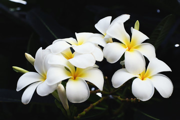  Beautiful of Plumaria flowers in nature