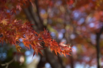 紅葉