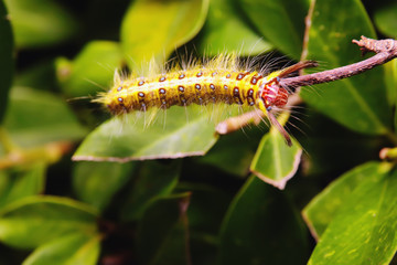 Yellow worms on flowers leaves in the garden