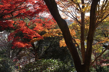 紅葉