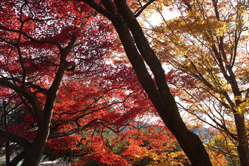 紅葉