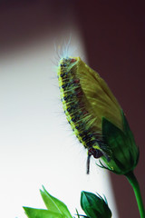 Yellow worms on flowers leaves in the garden